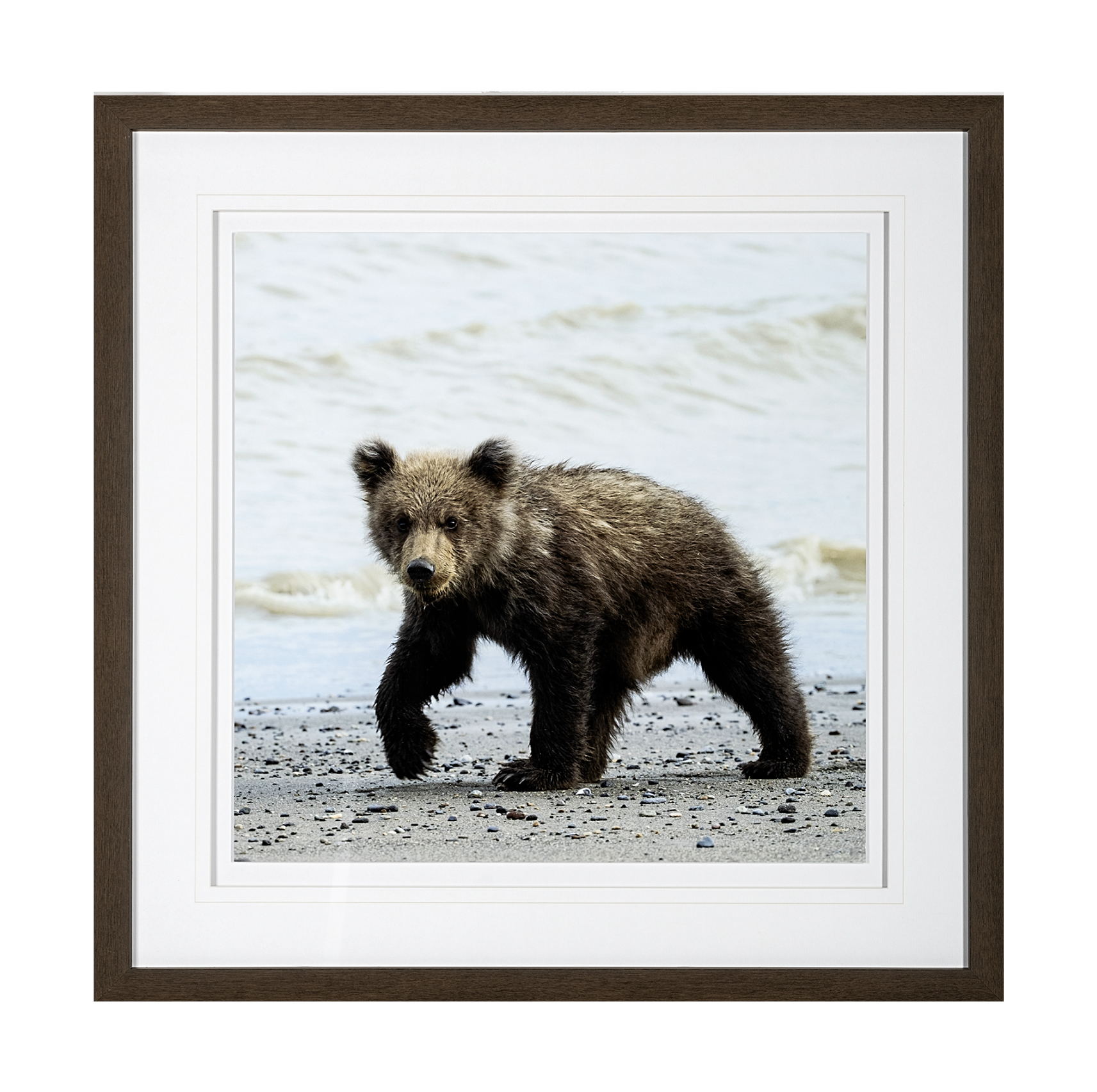 Impression encadrée « Cub curieux »