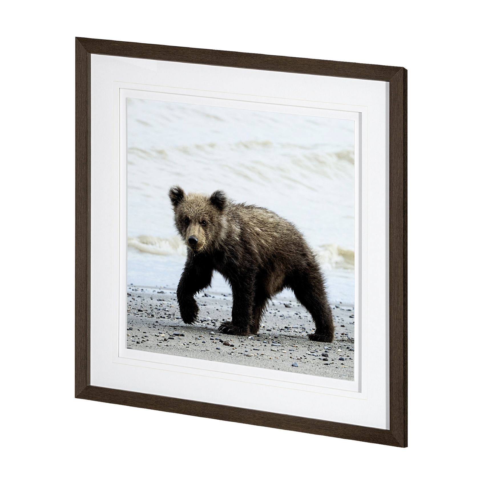 Impression encadrée « Cub curieux »