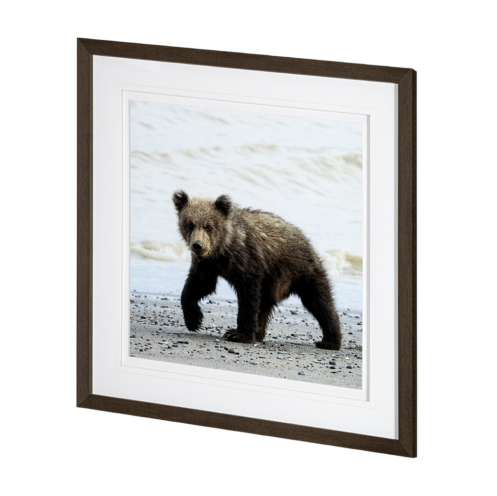 Impression encadrée « Cub curieux »