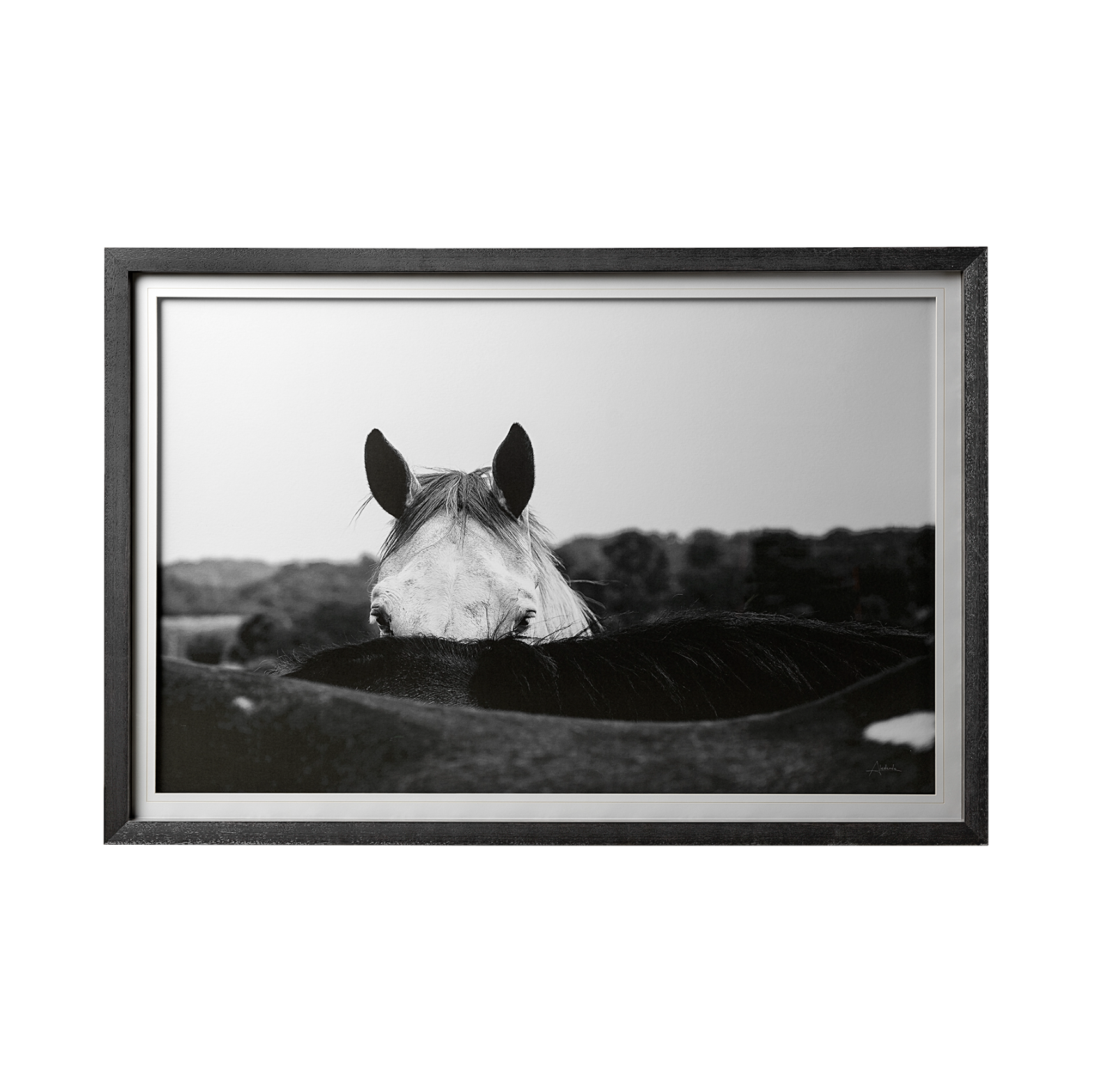 Impression encadrée Flirt